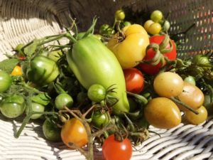Die Tomaten stammen aus Amerika und sind aus unserer Küche nicht mehr wegzudenken